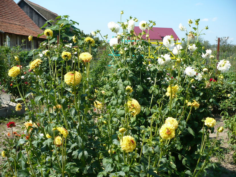 Sunny boy in plan apropiat