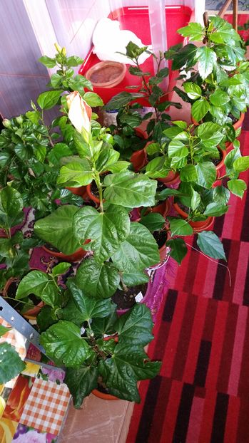 06 Oct.2016 - hibiscus