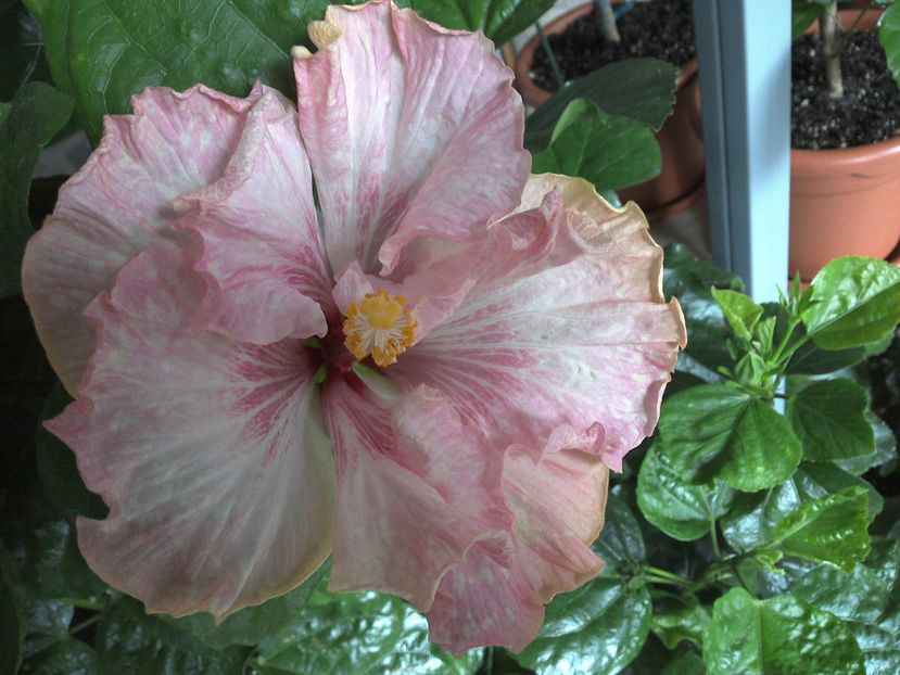 Tah. Lavender Extraordinary