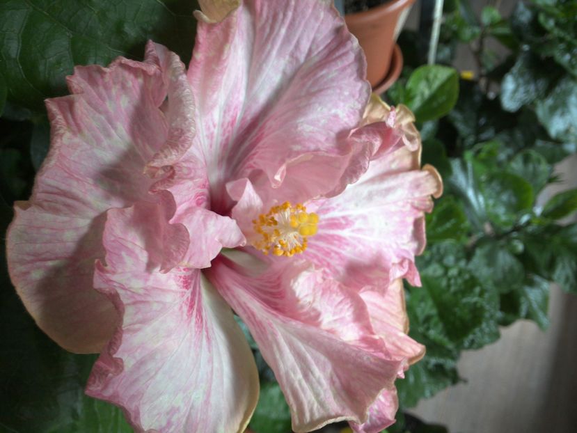 WIN_20161007_104354 - 02Hibiscus