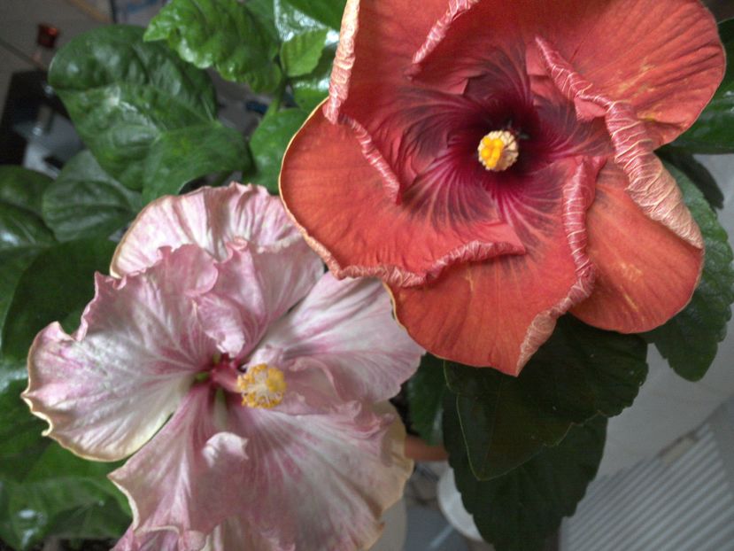 Dark Congo & Lavender Extraordinary - 02Hibiscus
