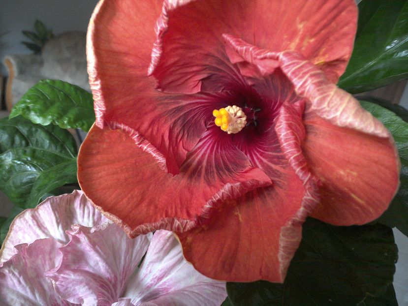 WIN_20161007_105938 - 02Hibiscus
