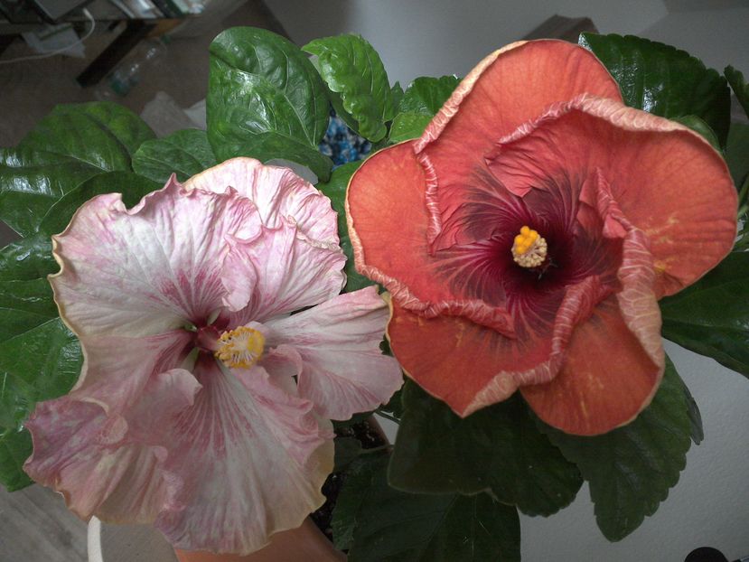 WIN_20161007_105820 - 02Hibiscus