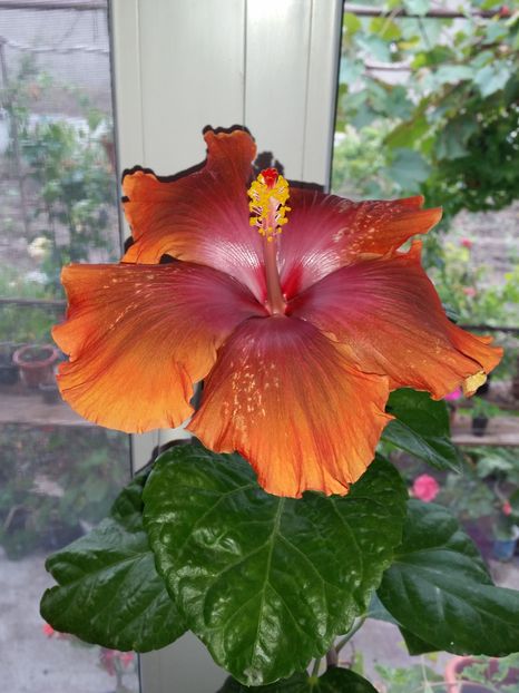 07 Oct.2016 - Tahitian Sophistication