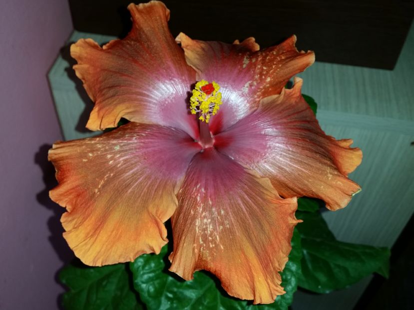  - Tahitian Sophistication