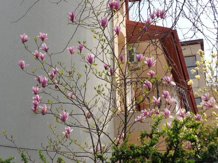 Magoliile din curtea poetului