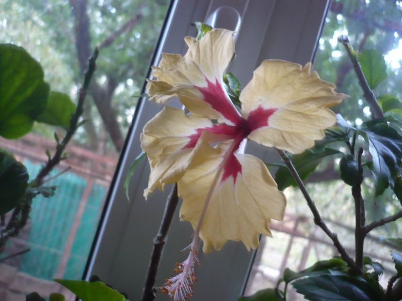 07.10.2016 - HIBISCUSI 2016-7