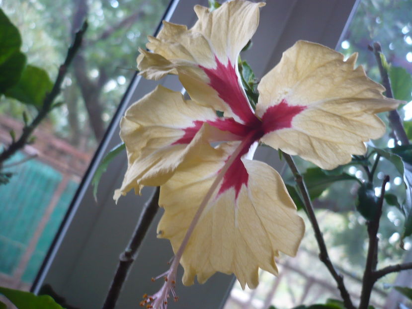 P1300310 - HIBISCUSI 2016-7