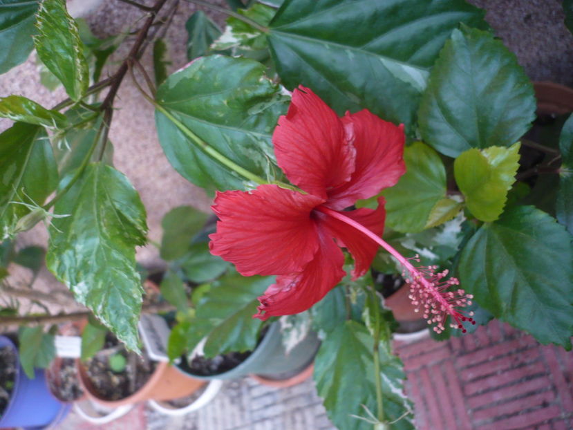 P1300316 - HIBISCUSI 2016-7