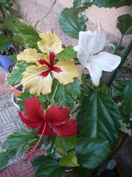 P1300318 - HIBISCUSI 2016-7