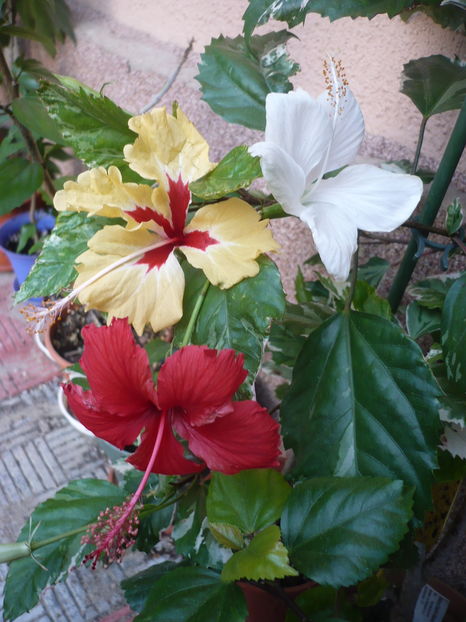 P1300319 - HIBISCUSI 2016-7