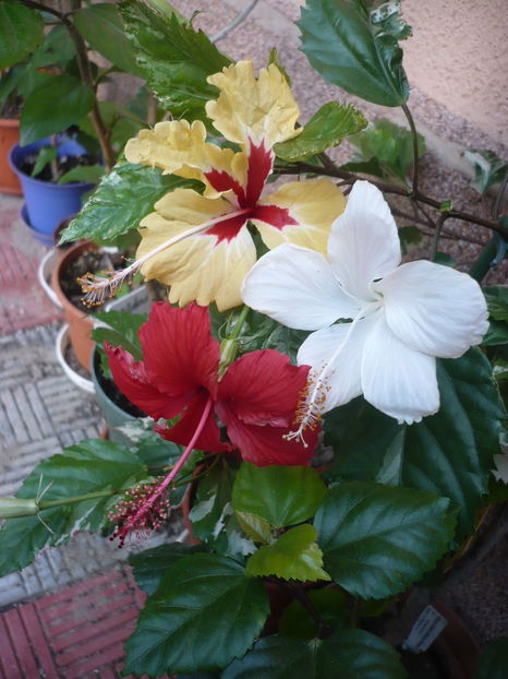 P1300320 - HIBISCUSI 2016-7