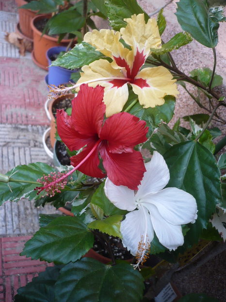 P1300322 - HIBISCUSI 2016-7