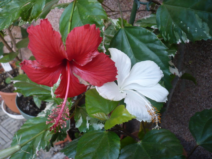 P1300323 - HIBISCUSI 2016-7