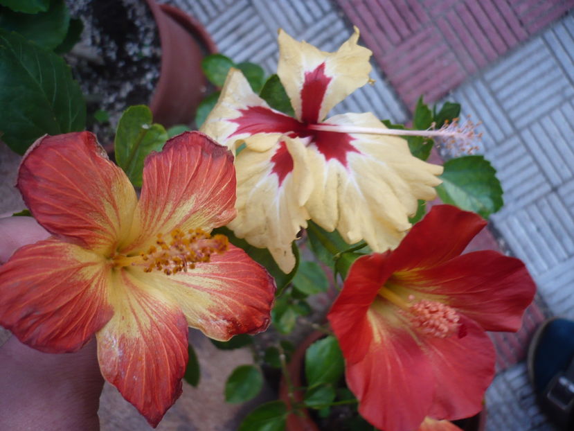 P1300327 - HIBISCUSI 2016-7