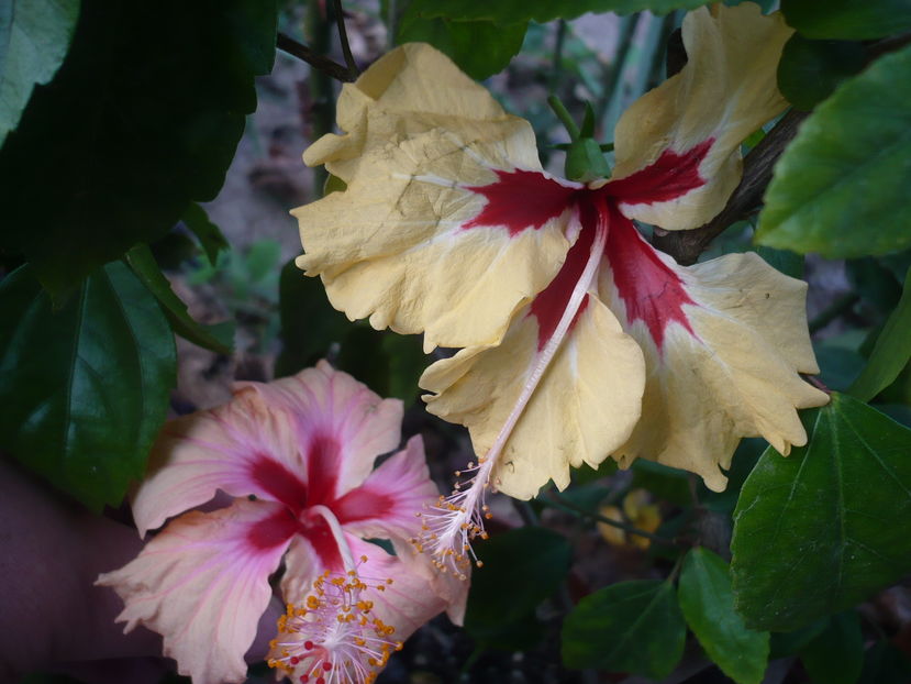 P1300333 - HIBISCUSI 2016-7