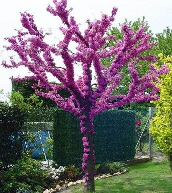 Vanzare pomi ornamentali- epuizat - florispeciale