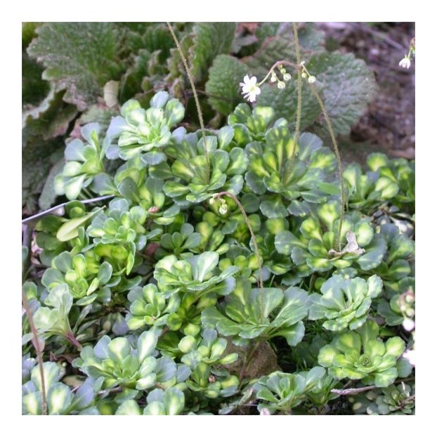 saxifraga-variegata - DORINTE