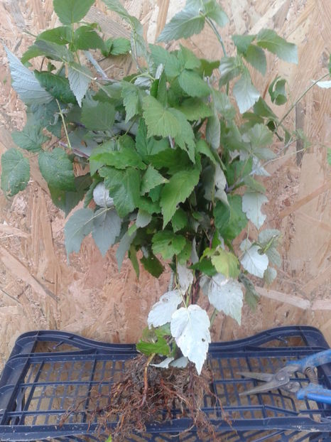 zmeura neagra bristol 5 lei buc