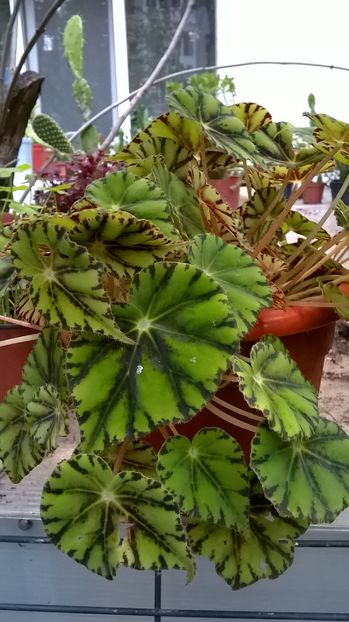 begonia tiger