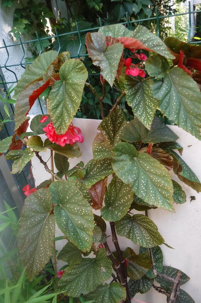 begonia coralina - Begonii