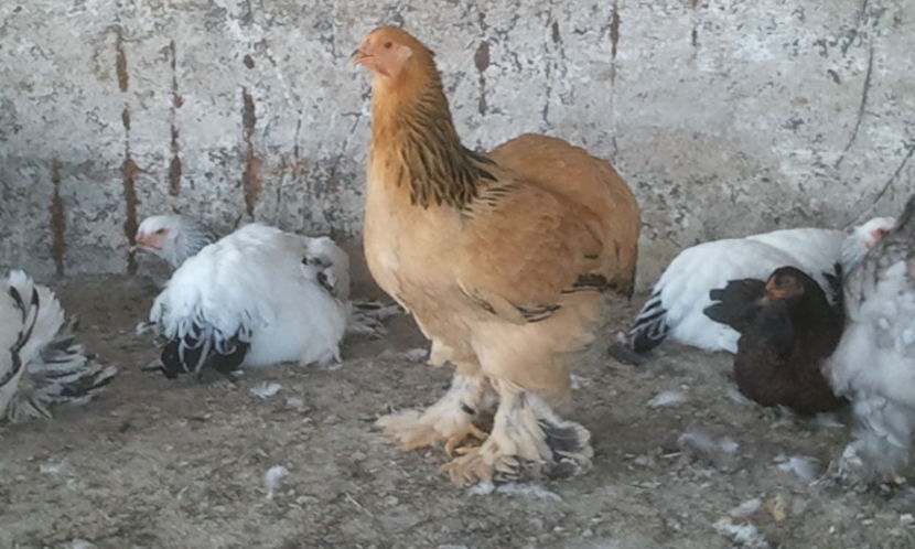 2016 - 2 - tineret 2016