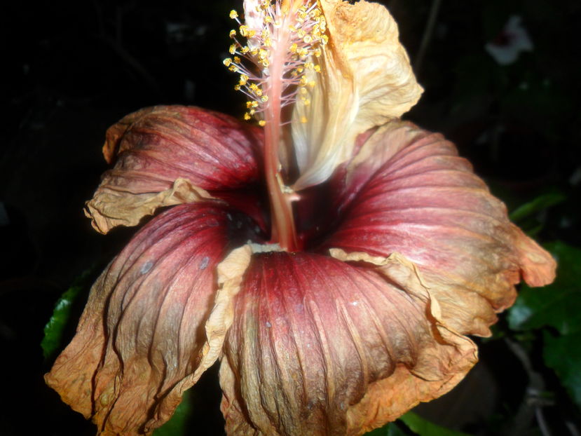  - hibiscusi 2016-8