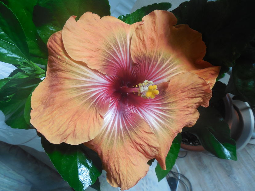  - Tahitian Dark Congo