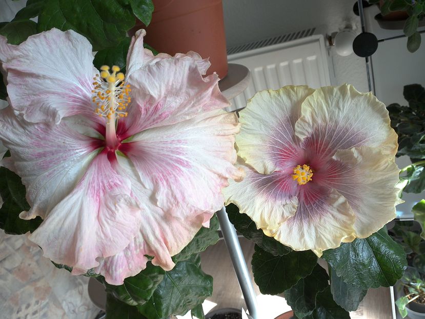 WIN_20161008_130238 - 02Hibiscus