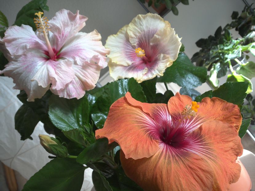 WIN_20161008_130335 - 02Hibiscus