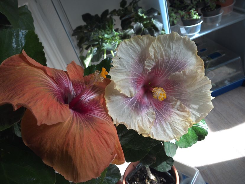 WIN_20161008_130718 - 02Hibiscus