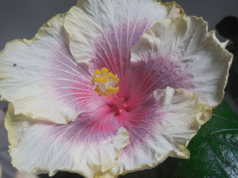 Barry Schlueter - 0Hibiscus in colectie infloriti