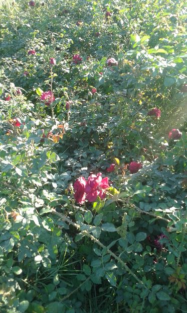  - INCEPUT DE OCTOMBRIE IN GRADINA NOASTRA