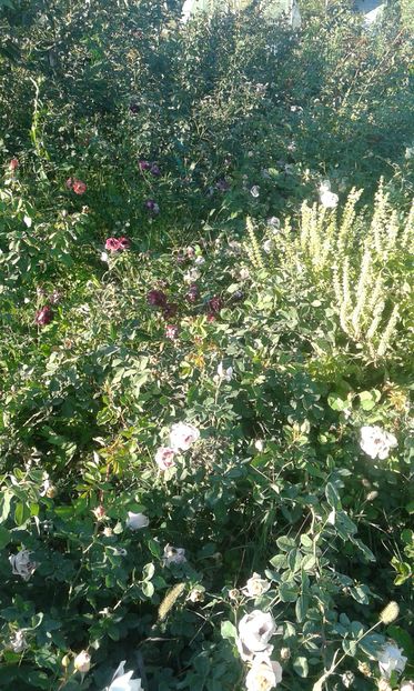  - INCEPUT DE OCTOMBRIE IN GRADINA NOASTRA