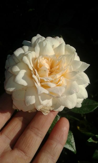  - INCEPUT DE OCTOMBRIE IN GRADINA NOASTRA