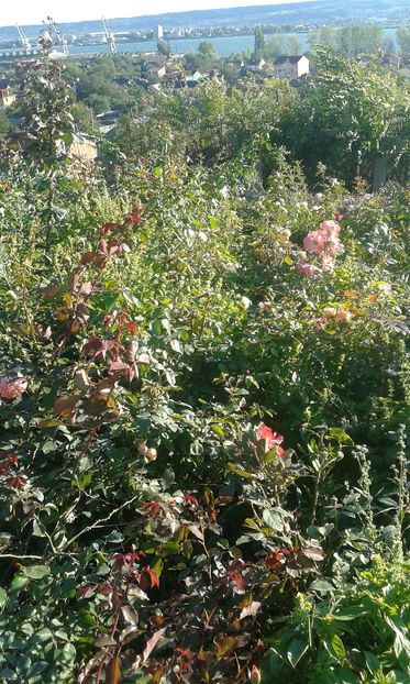  - INCEPUT DE OCTOMBRIE IN GRADINA NOASTRA