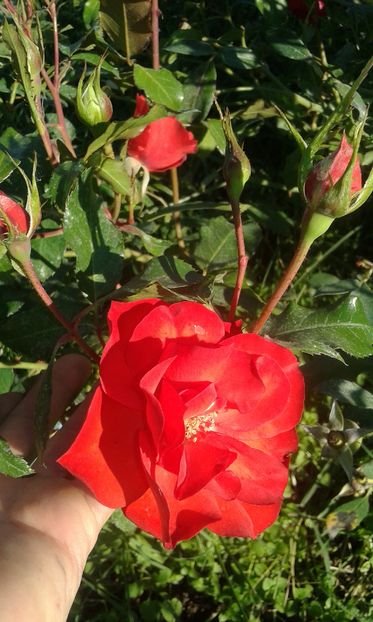  - INCEPUT DE OCTOMBRIE IN GRADINA NOASTRA