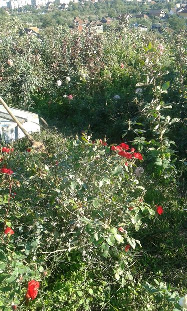  - INCEPUT DE OCTOMBRIE IN GRADINA NOASTRA