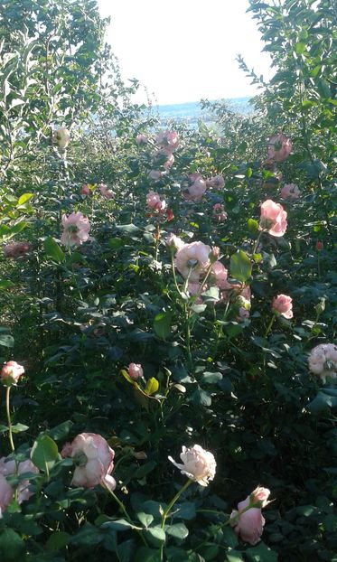  - INCEPUT DE OCTOMBRIE IN GRADINA NOASTRA