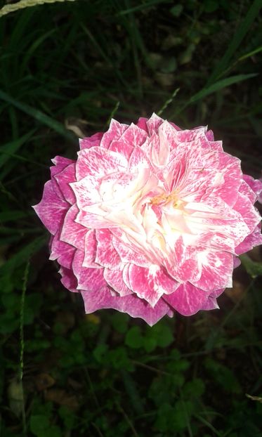  - INCEPUT DE OCTOMBRIE IN GRADINA NOASTRA