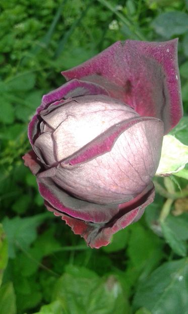  - INCEPUT DE OCTOMBRIE IN GRADINA NOASTRA