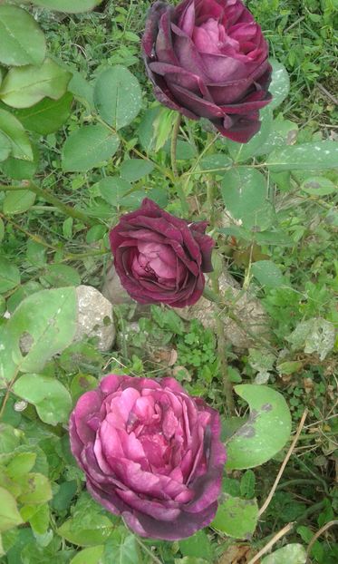  - INCEPUT DE OCTOMBRIE IN GRADINA NOASTRA