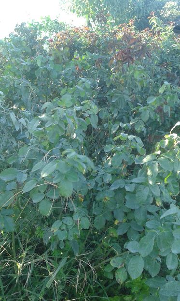  - INCEPUT DE OCTOMBRIE IN GRADINA NOASTRA