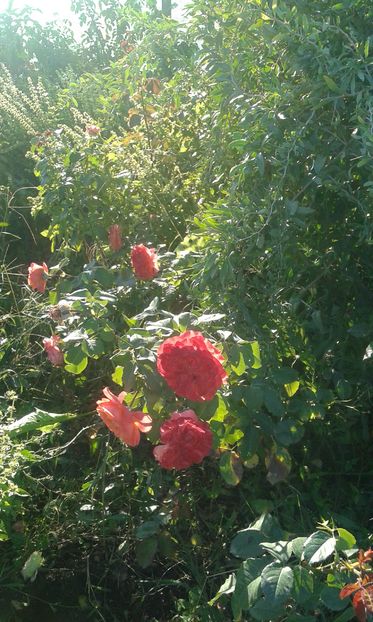  - INCEPUT DE OCTOMBRIE IN GRADINA NOASTRA