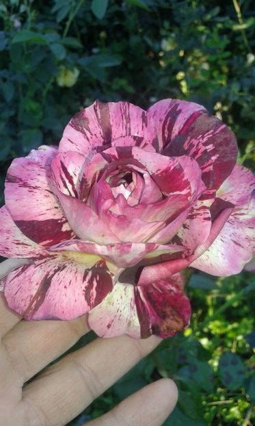  - INCEPUT DE OCTOMBRIE IN GRADINA NOASTRA