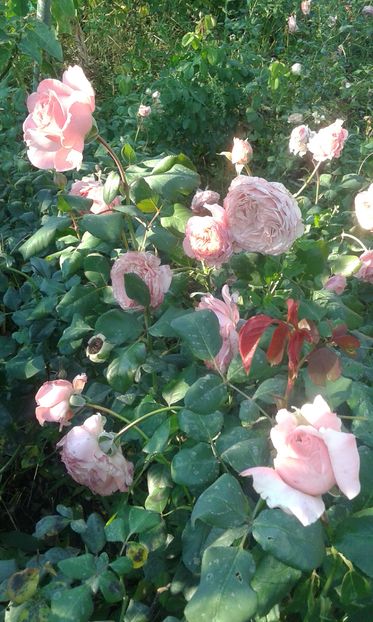  - INCEPUT DE OCTOMBRIE IN GRADINA NOASTRA