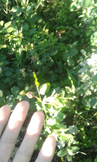  - INCEPUT DE OCTOMBRIE IN GRADINA NOASTRA
