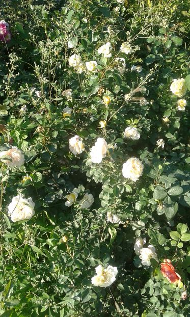  - INCEPUT DE OCTOMBRIE IN GRADINA NOASTRA