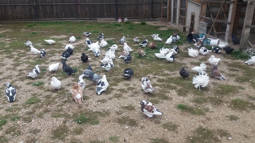  - Porumbeii mei la baie