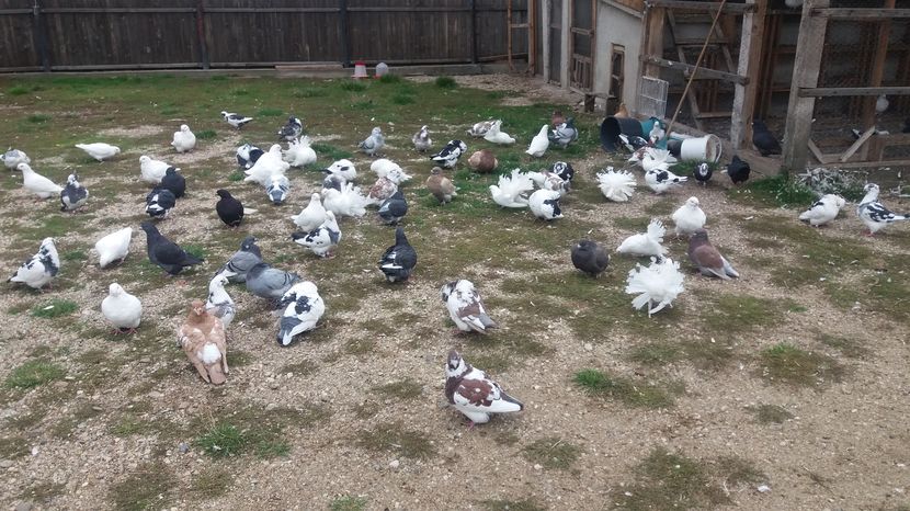  - Porumbeii mei la baie